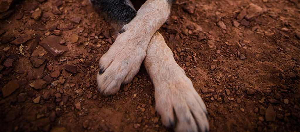 a blonde dog's forearms and paws crossed over on dirty ground