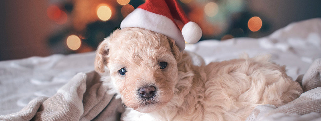 a small, golden haired poodle-esque puppy sits in a little santa hat sat on a champagne coloured blanket