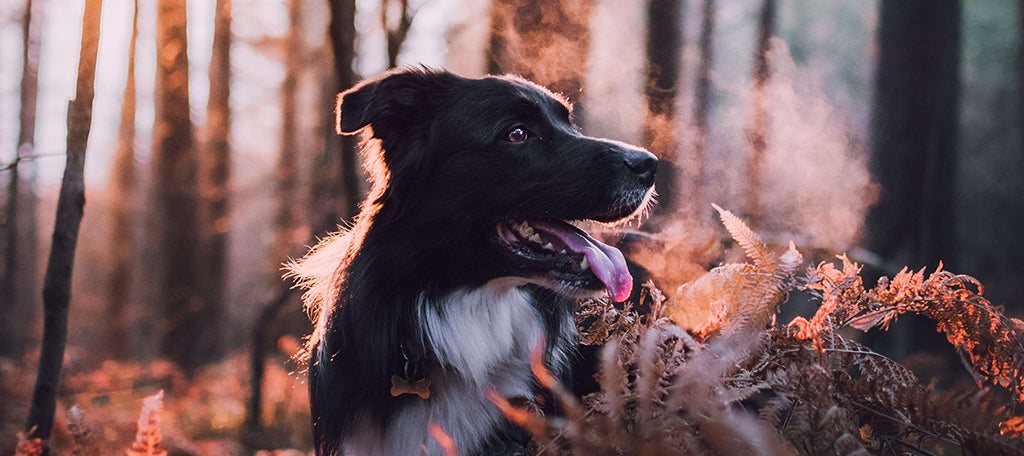 A black and white long-haired Collie in forest at sunset during Fall time - the bushes around them are browning. They pant with their head turned to their left. Their gold, bone shaped ID tag peaks out from the fur on their neck/chest.