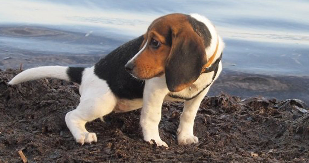 a small, mixed breed dog has a wee on a patch of soil looking over their shoulder