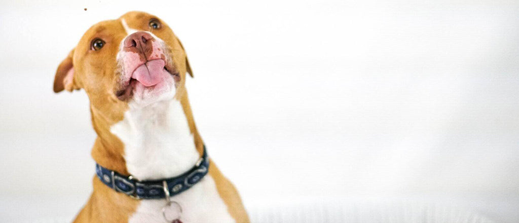 A Pittie in a blue collar sticks their tongue out against a white background