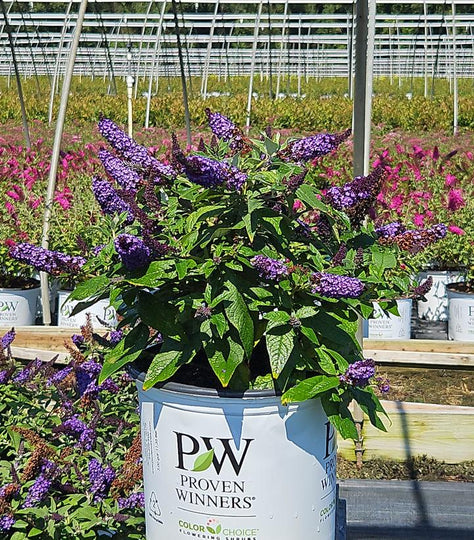 Pugster Blue® Butterfly Bush Image 1