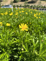 Green Leaved Bush Daisy Nav Image 1