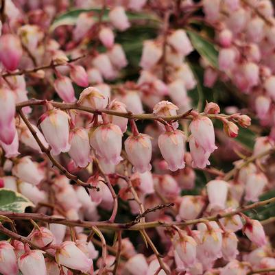 Buy Passion Frost Pieris Japonica, Free Shipping