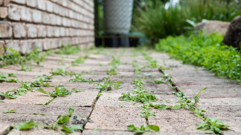 Weeds growing in between pavement tiles