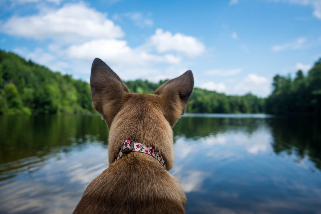 Dog looking at a lake - 10 Water Activities to Enjoy With Your Dog