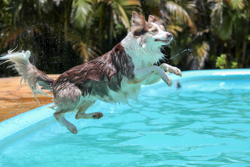 Dog diving into pool - 10 Water Activities to Enjoy With Your Dog