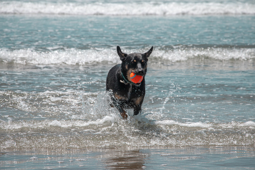 Dog at the beach playing in the water - 10 Water Activities to Enjoy With Your Dog