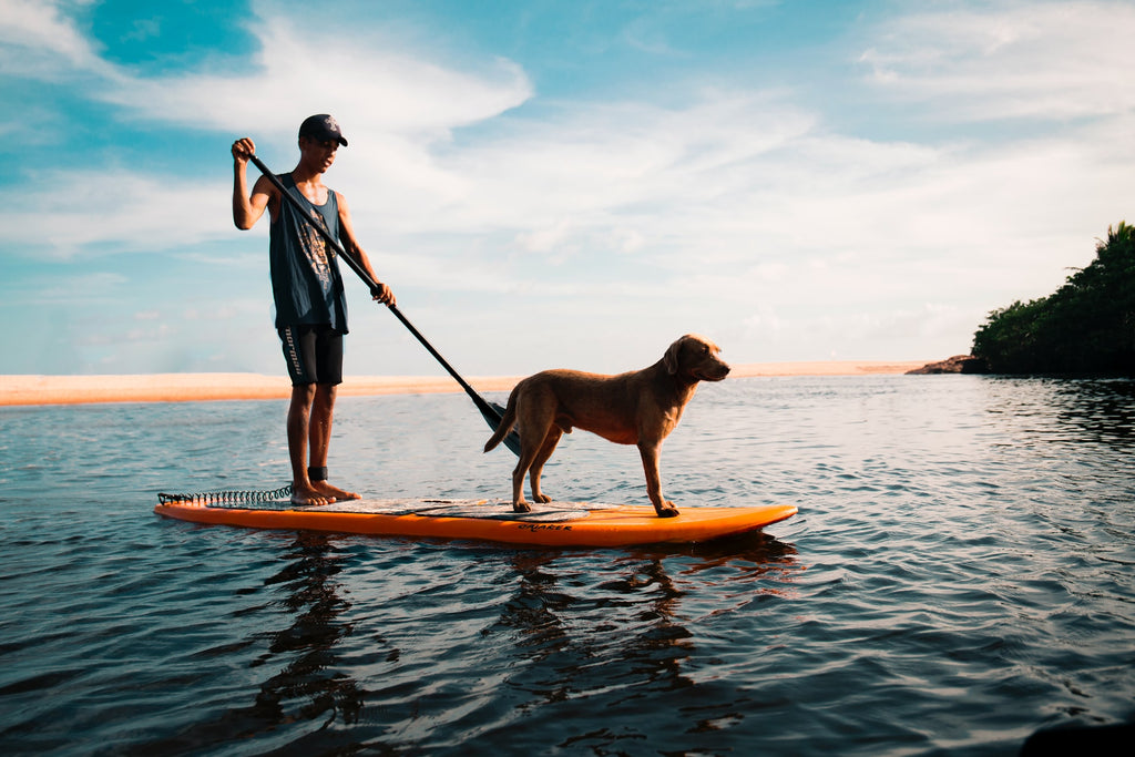 Man paddle boarding in the ocean with his dog - 10 Water Activities to Enjoy With Your Dog