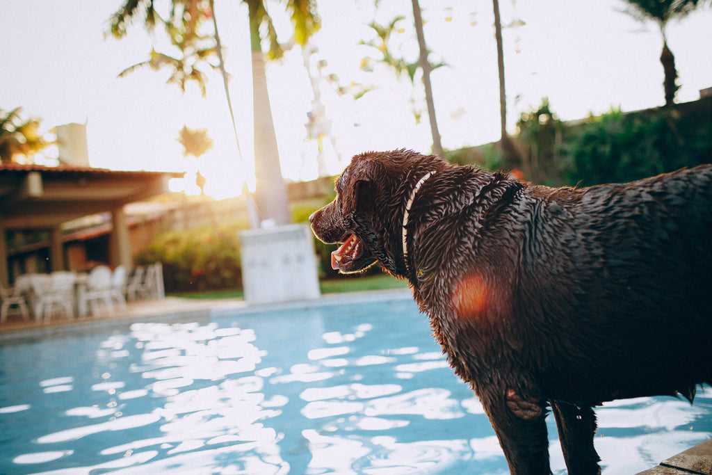 Dog at the pool - 10 Water Activities to Enjoy With Your Dog