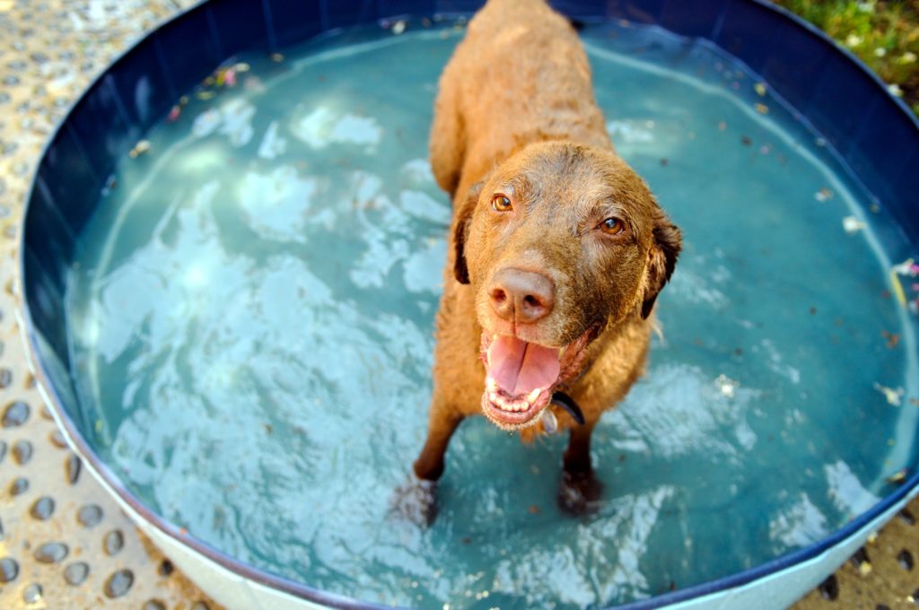 Dog enjoying a kiddie pool - 10 Water Activities to Enjoy With Your Dog