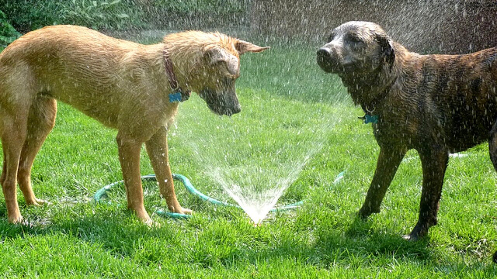 Dogs playing in the sprinklers - 10 Water Activities to Enjoy With Your Dog