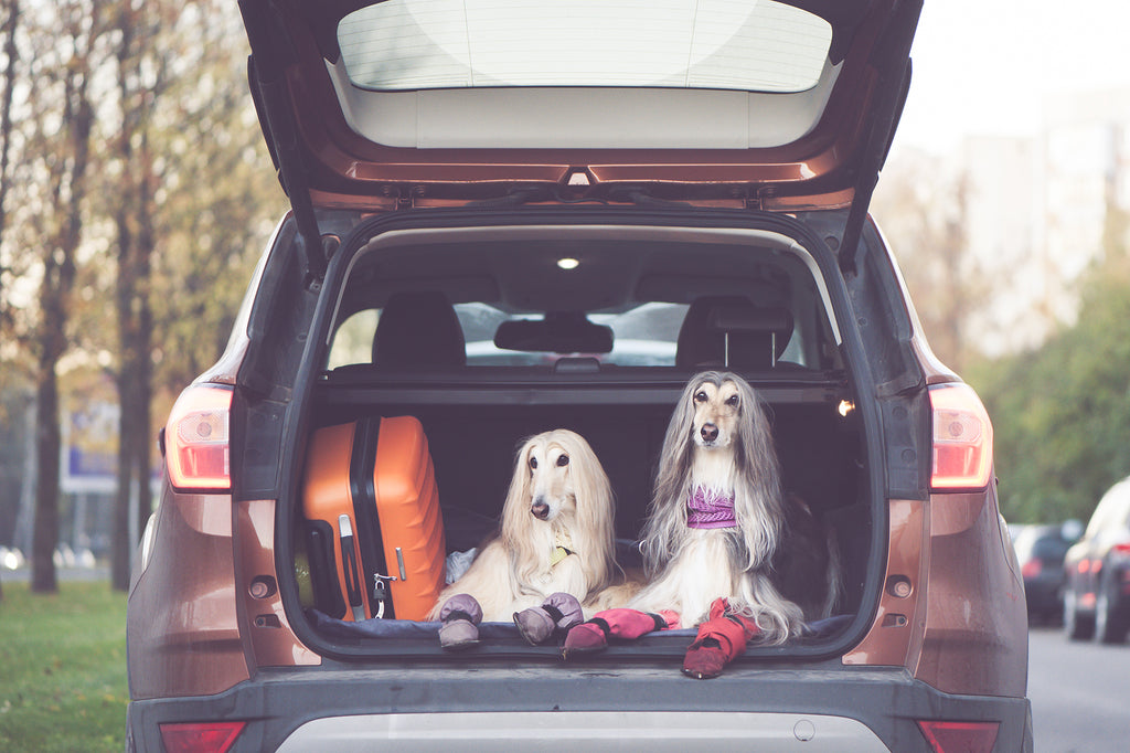 Two elegant Afghan hounds in the car.