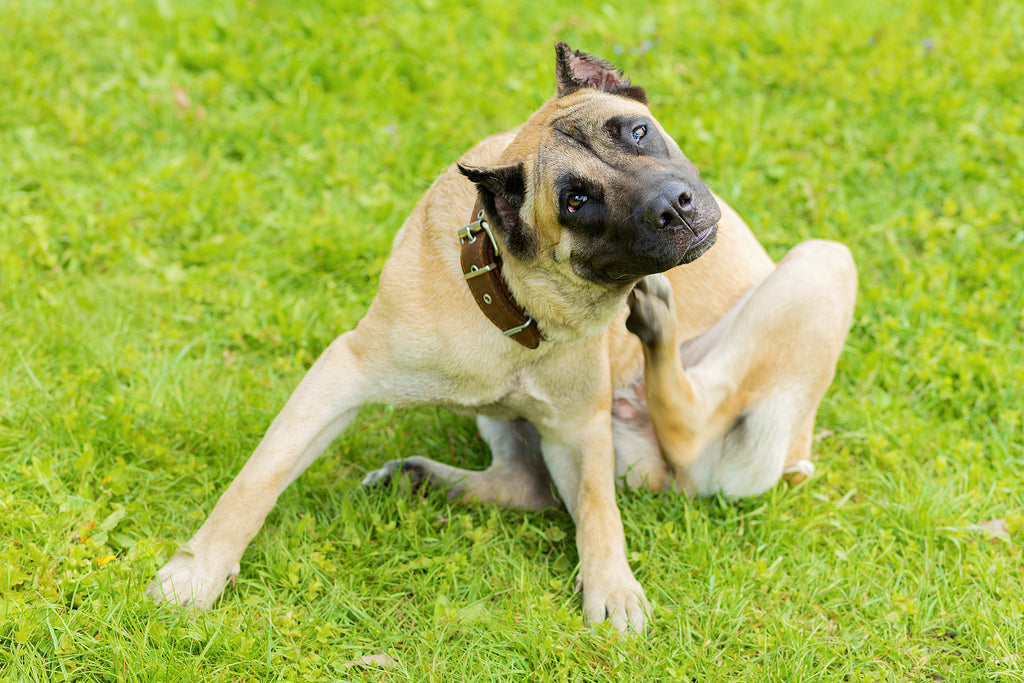 Dog Itching - 26 Plants That Cause Allergies in Pets