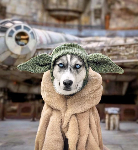 Dog in Star Wars fancy dress
