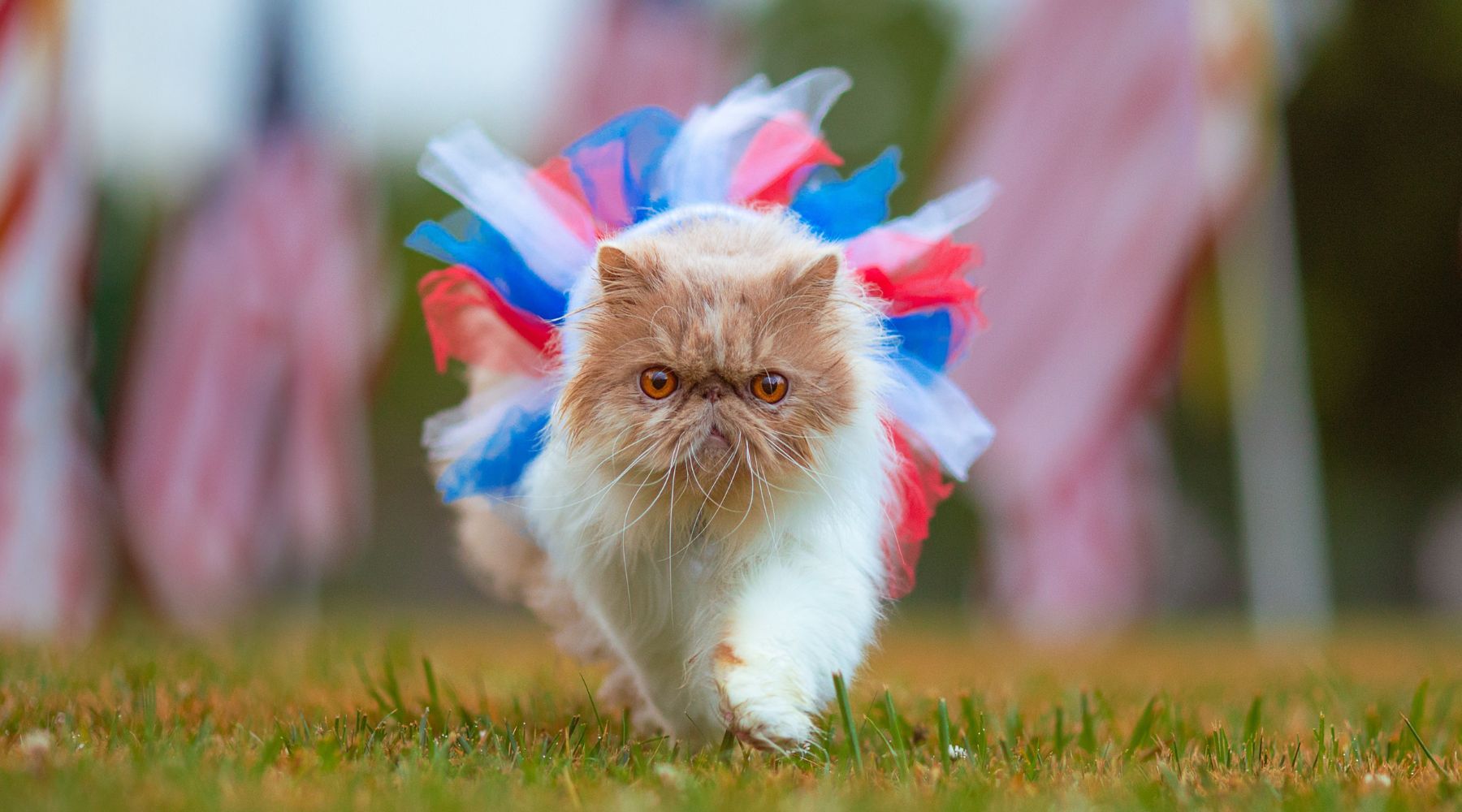 Cat dressed in costume for 4th of July