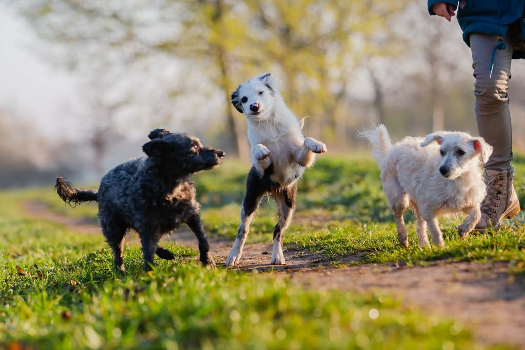 6 Awesome Reasons Why We Love Mixed Breeds - mixed breeds playing