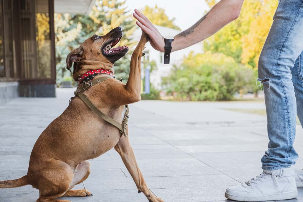 6 Awesome Reasons Why We Love Mixed Breeds - mixed breed giving a high five