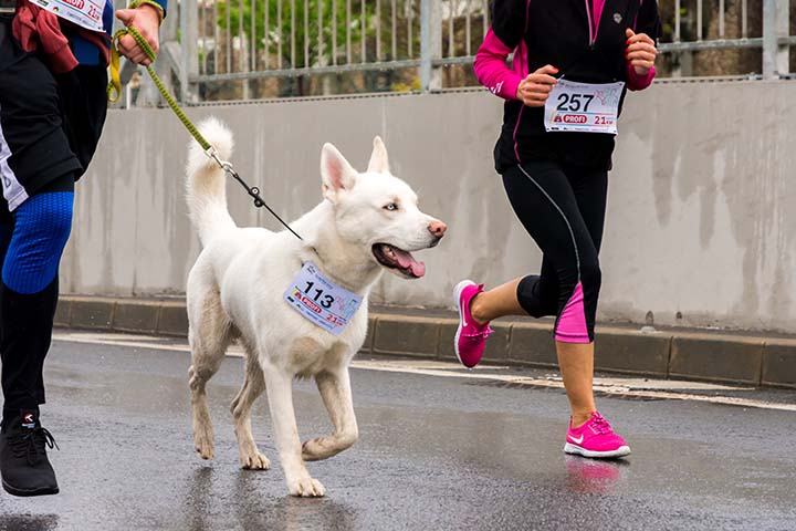 Dog-friendly marathon