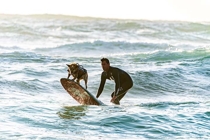 guy surfing with his dog