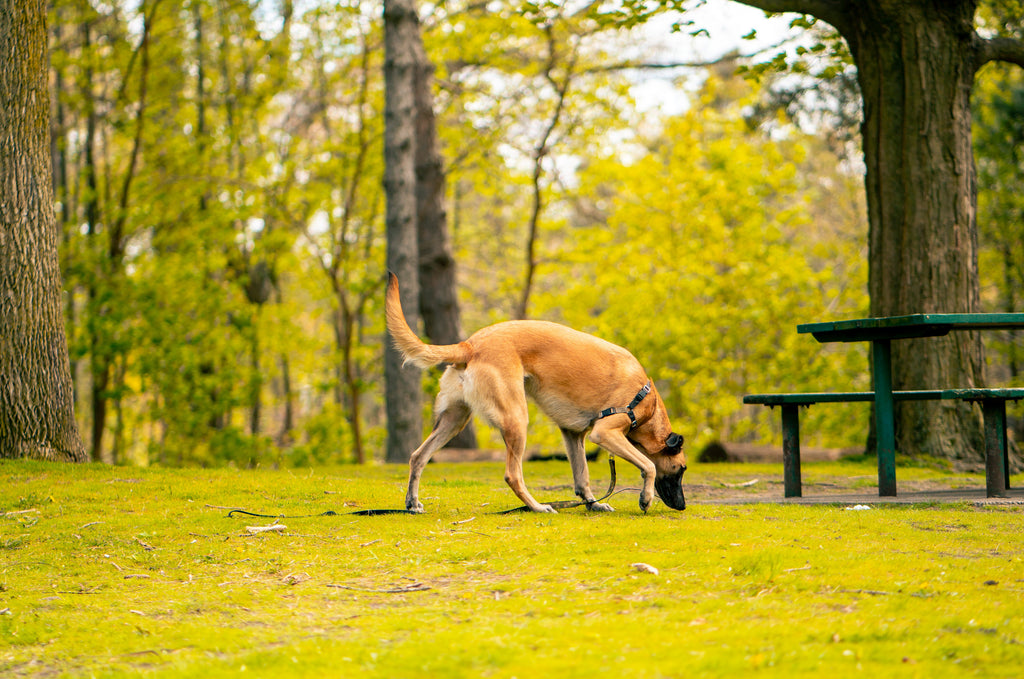 Dog sniffing on walk - A Spring Guide to Running with Your Pup
