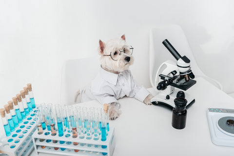 dog scientist2