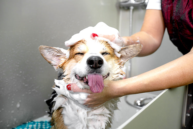 Corgi getting a bath