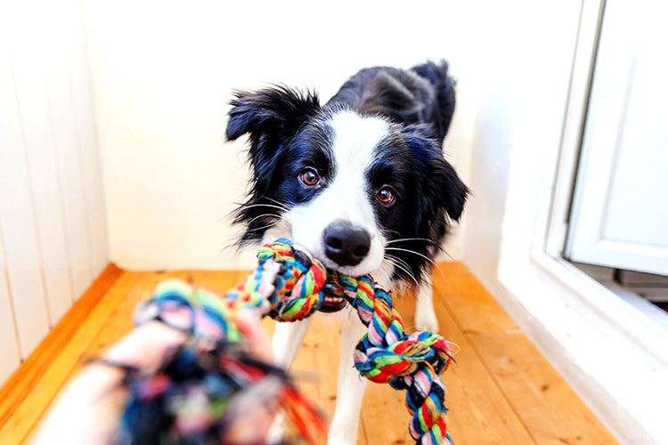 Border collie playing with toy