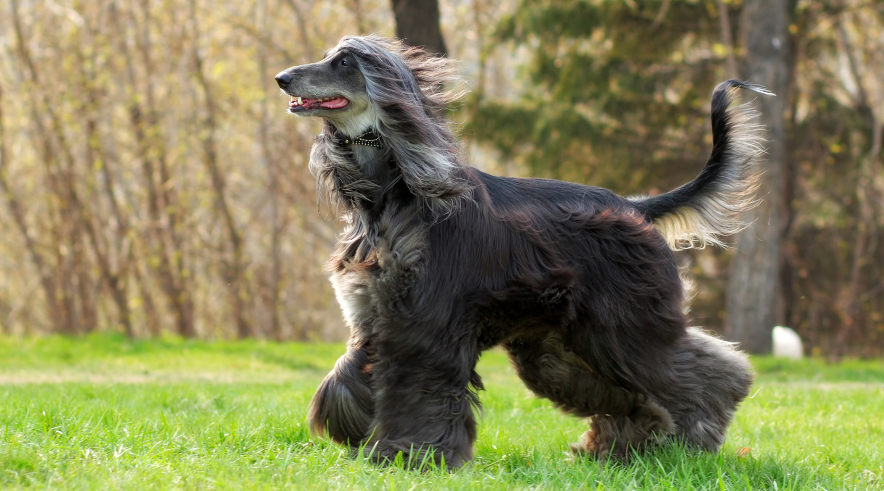 Afghan Hound