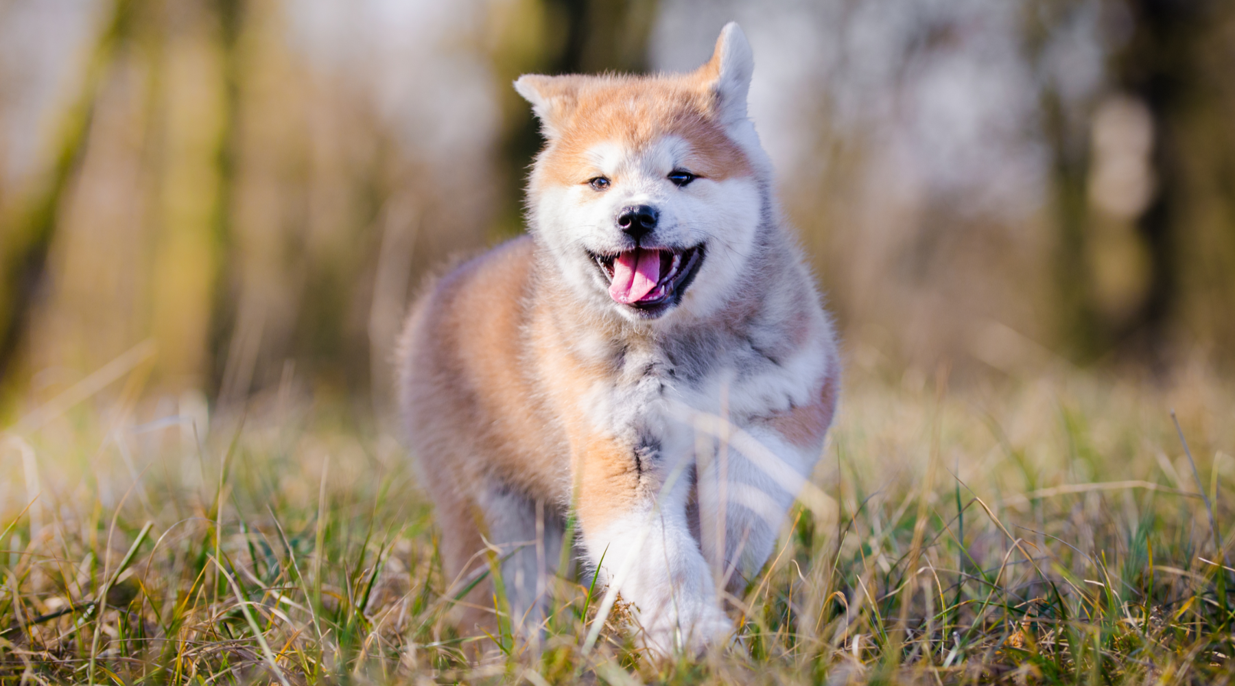 Akita Inu puppy