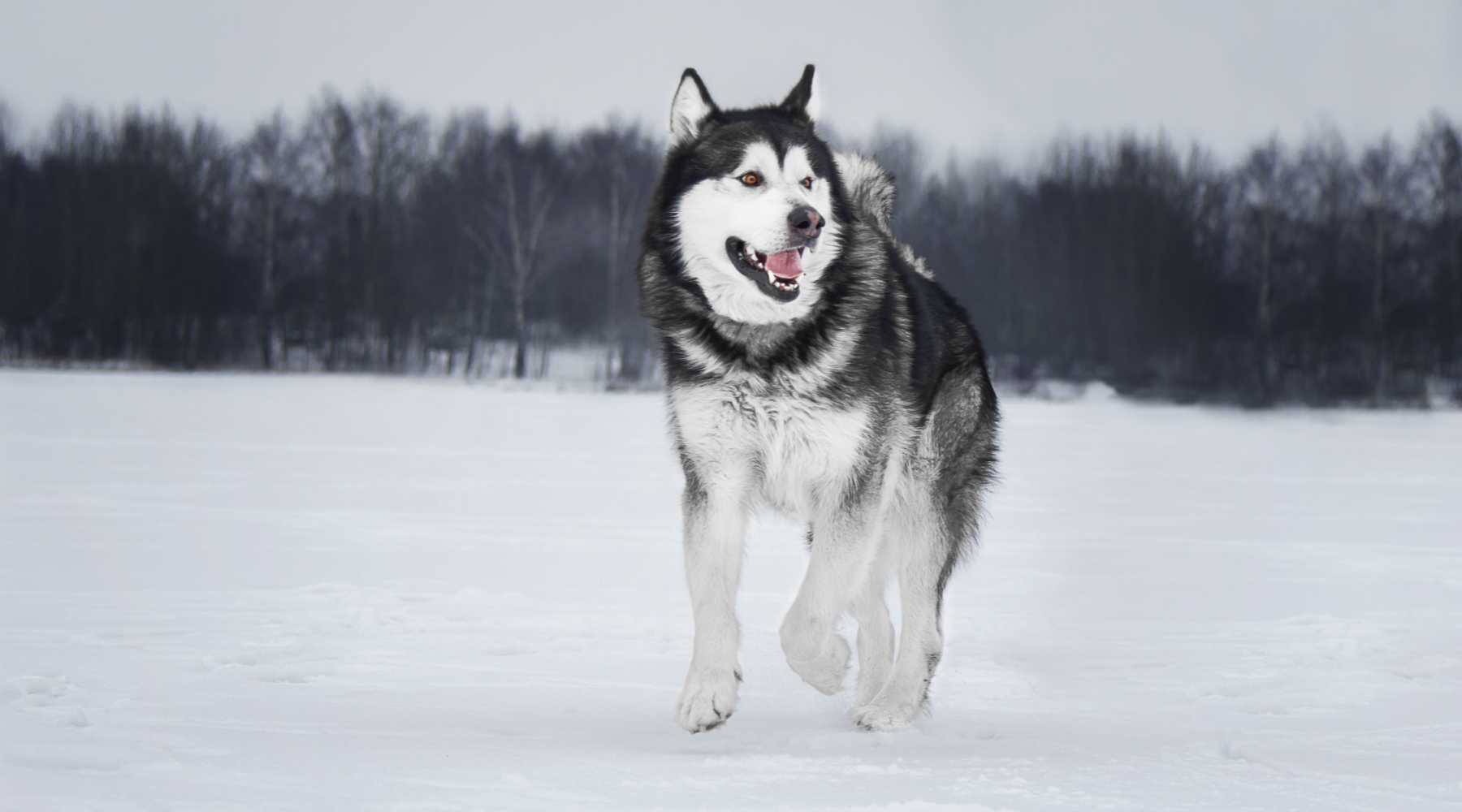 Alaskan Malamute