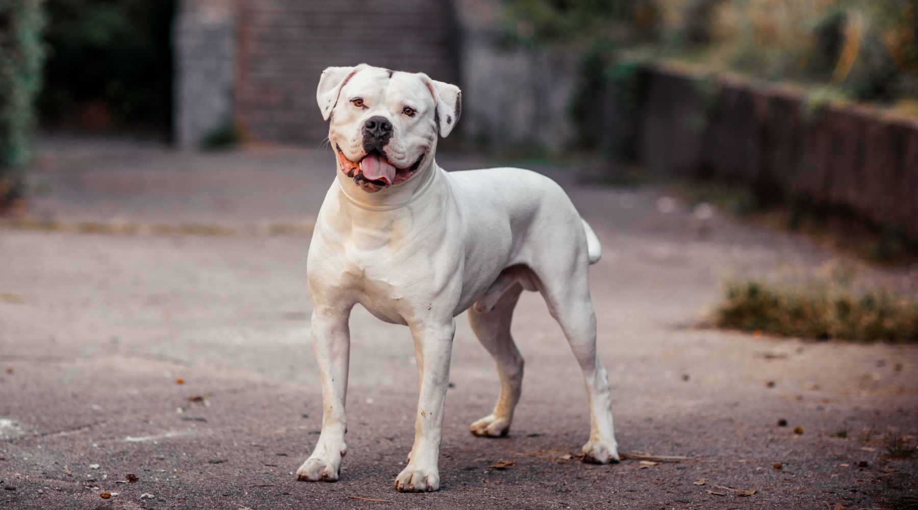 American Bulldog