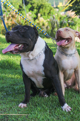 American Pit Bull Terriers: What You Need to Know