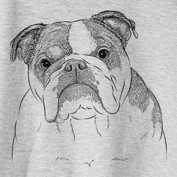 Jack the English Bulldog drawing