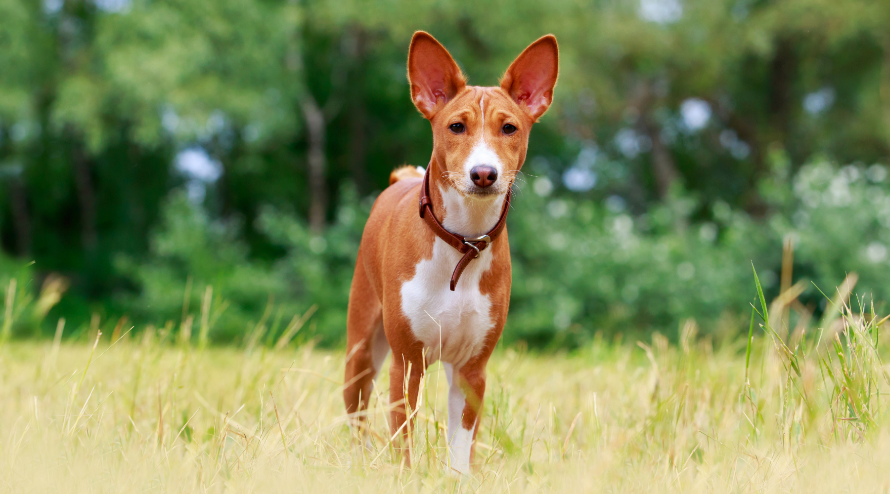 Basenji