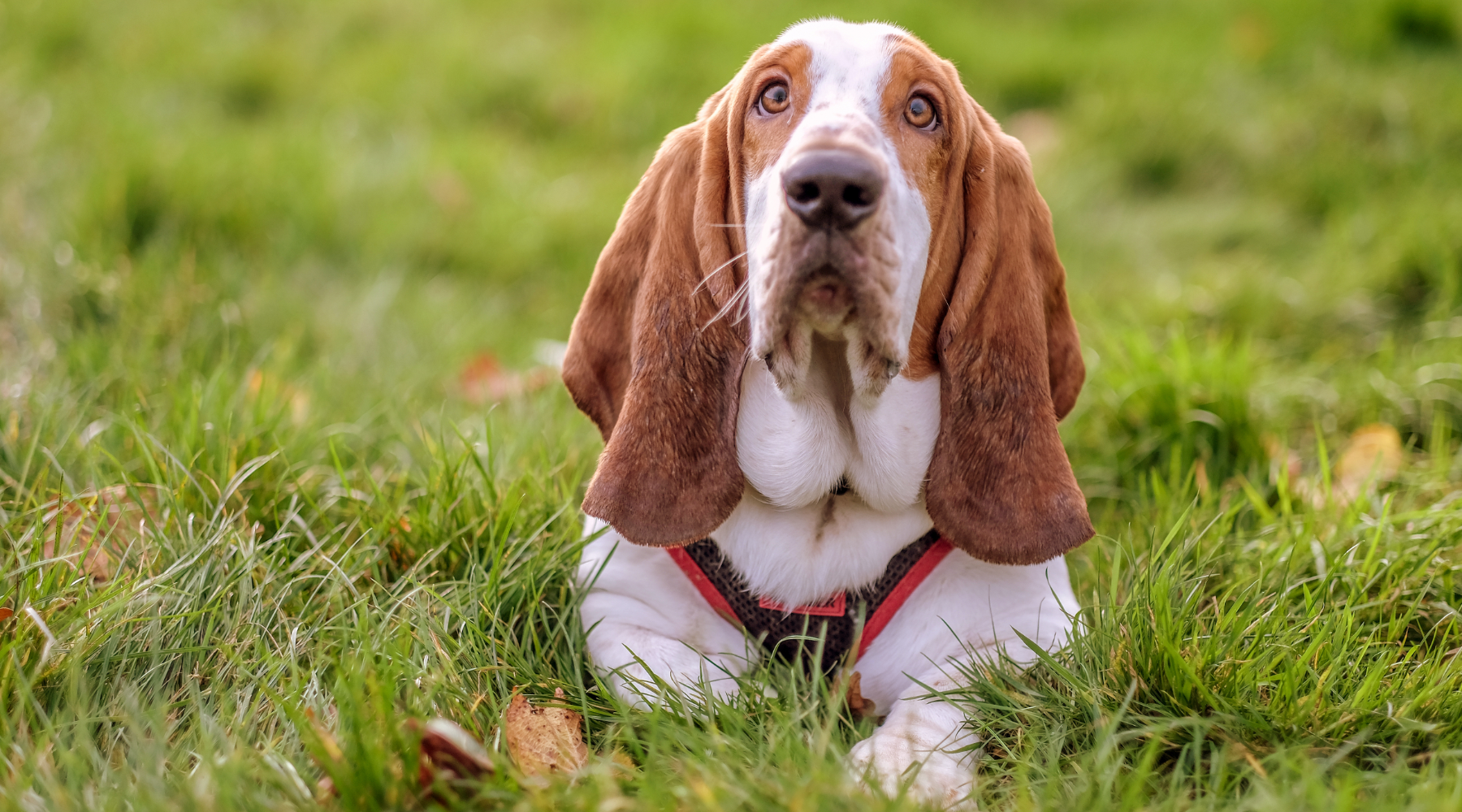 Basset Hound on grass