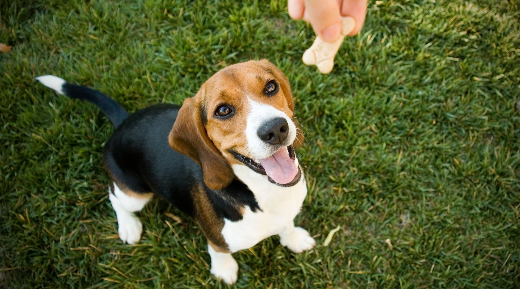 Beagle having a dog biscuit