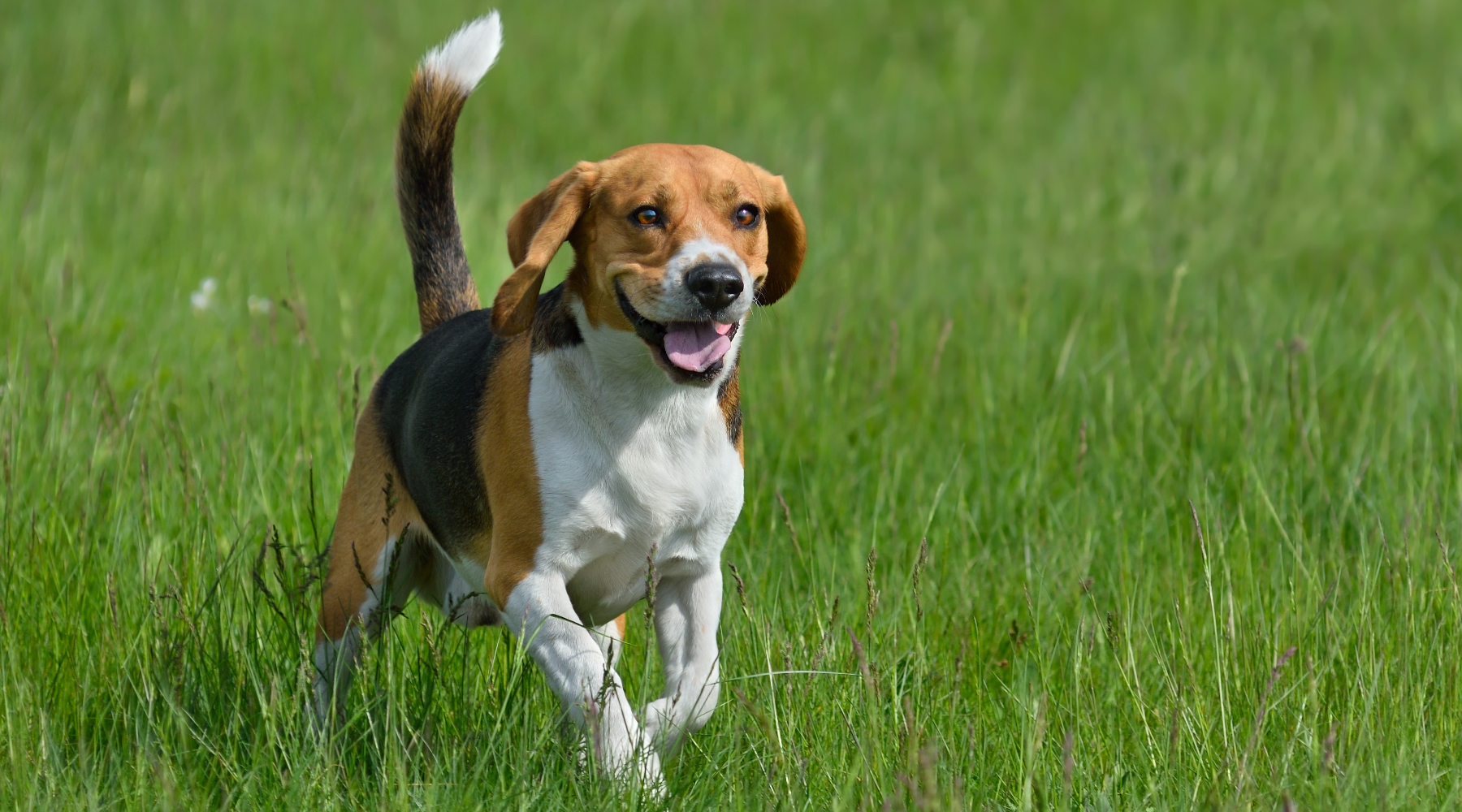 Beagle running on grass