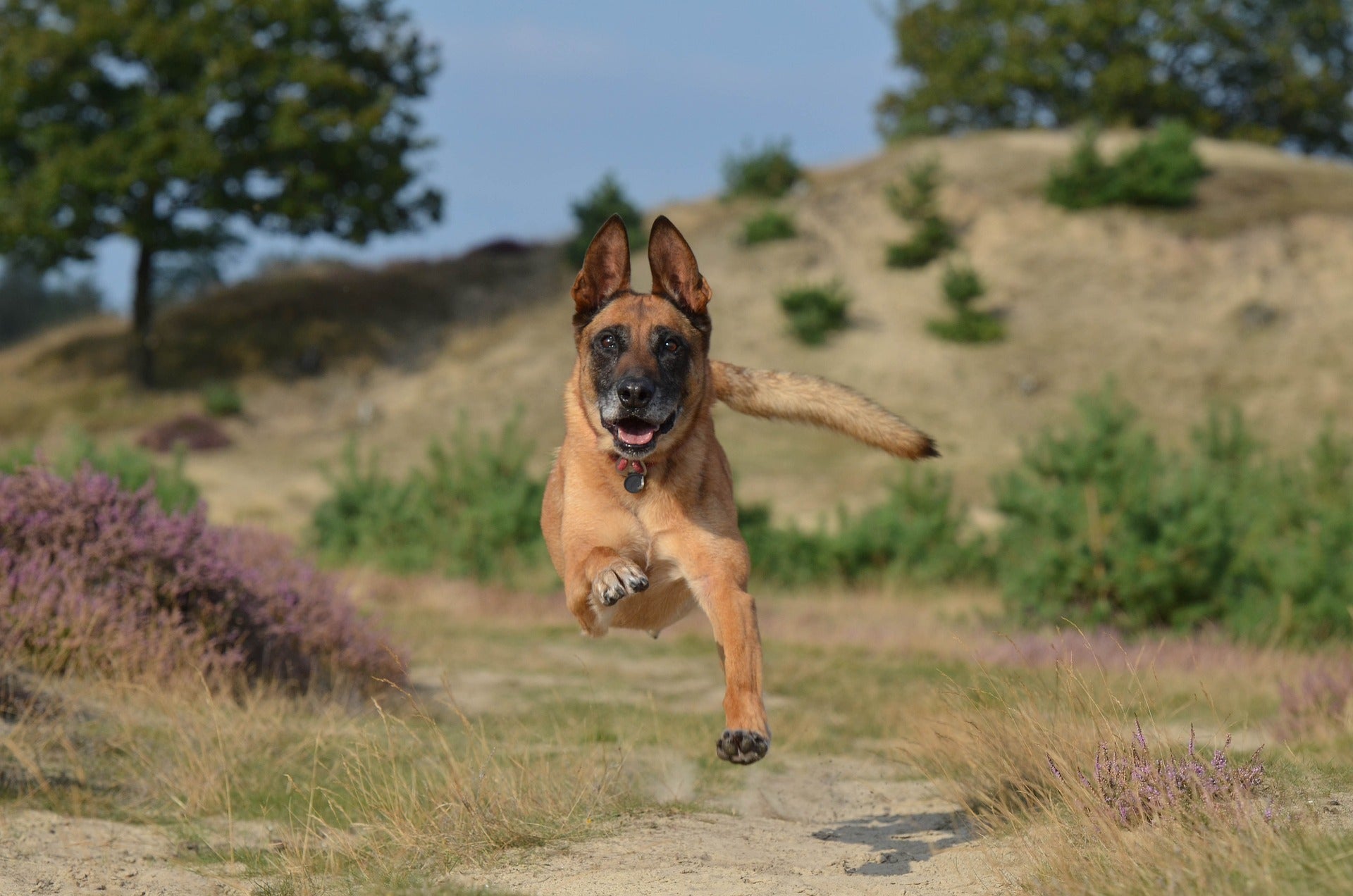 Belgian Malinois