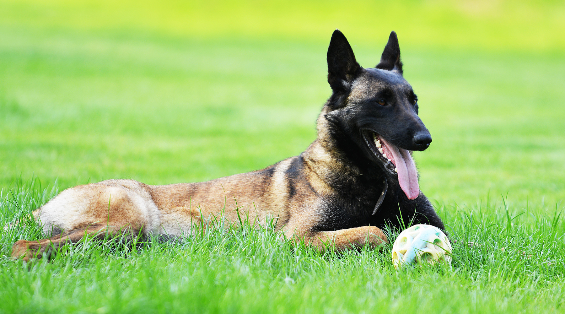 Belgian Malinois lying on grass