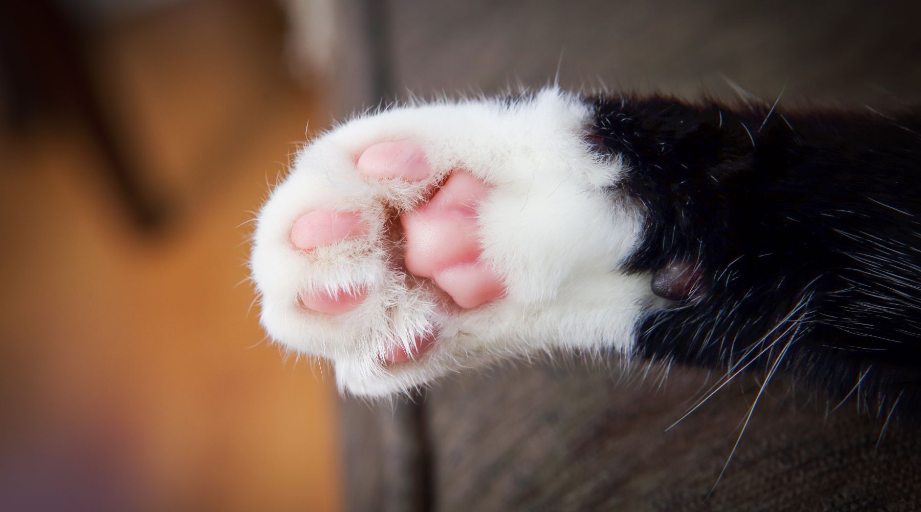 Black and white cat paw