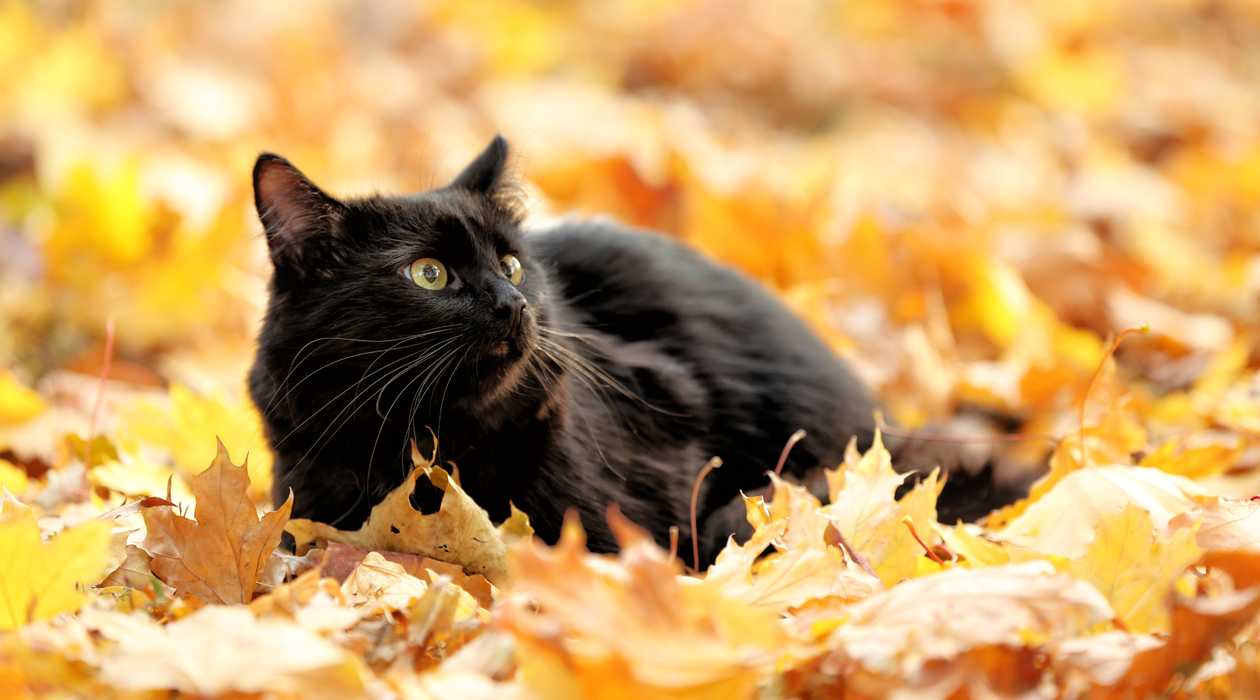 Black cat lying in autumn leaves