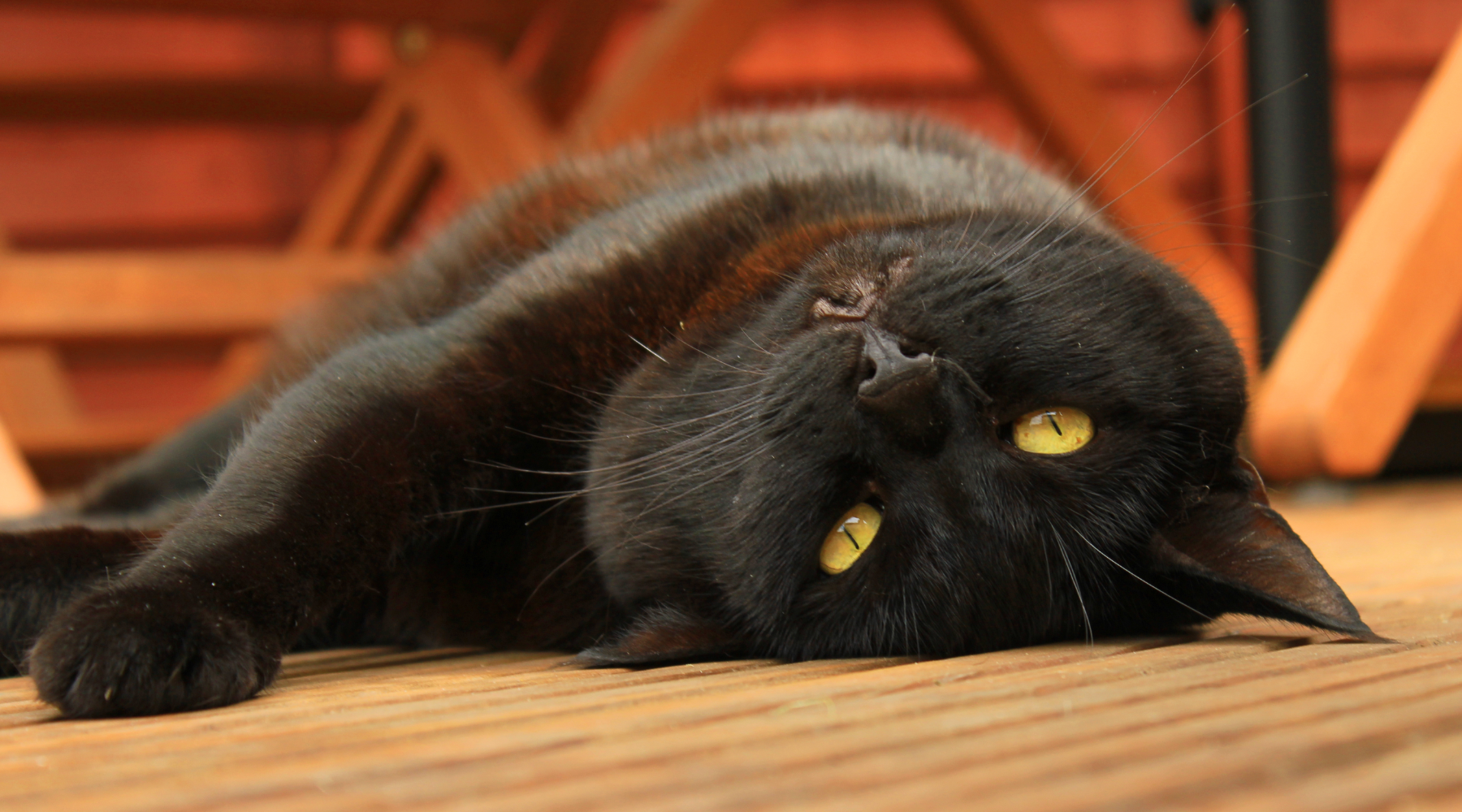 Black cat lying down