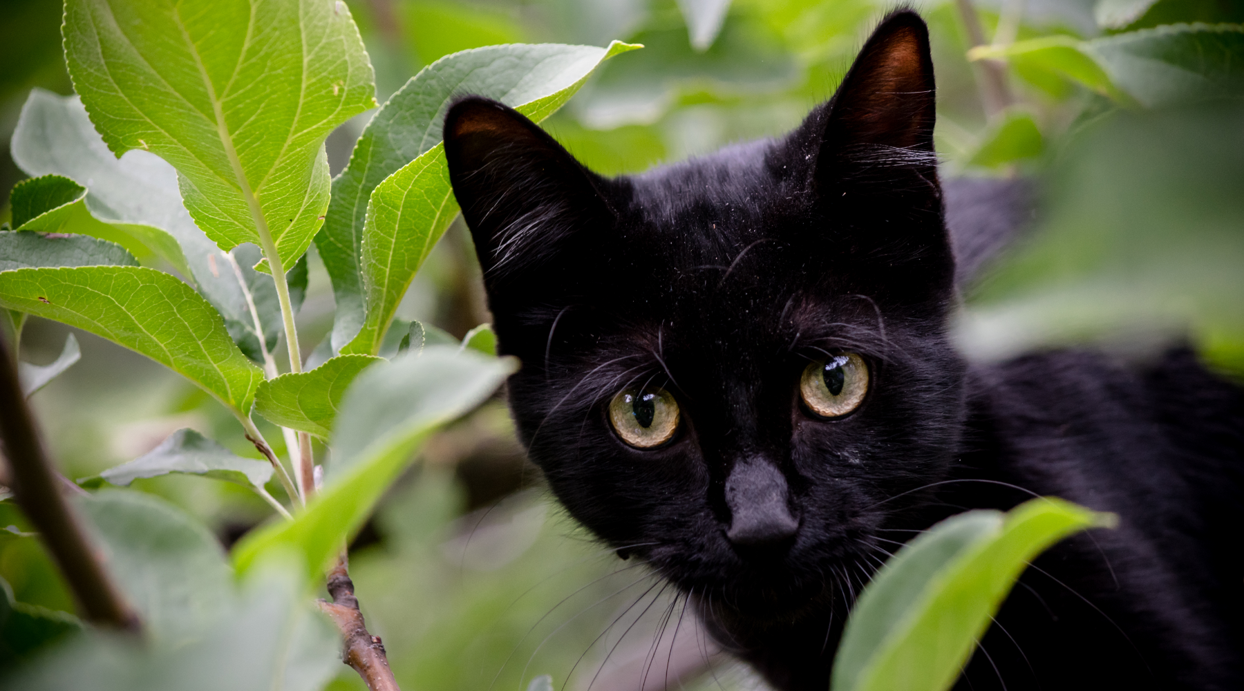 Black cat outside