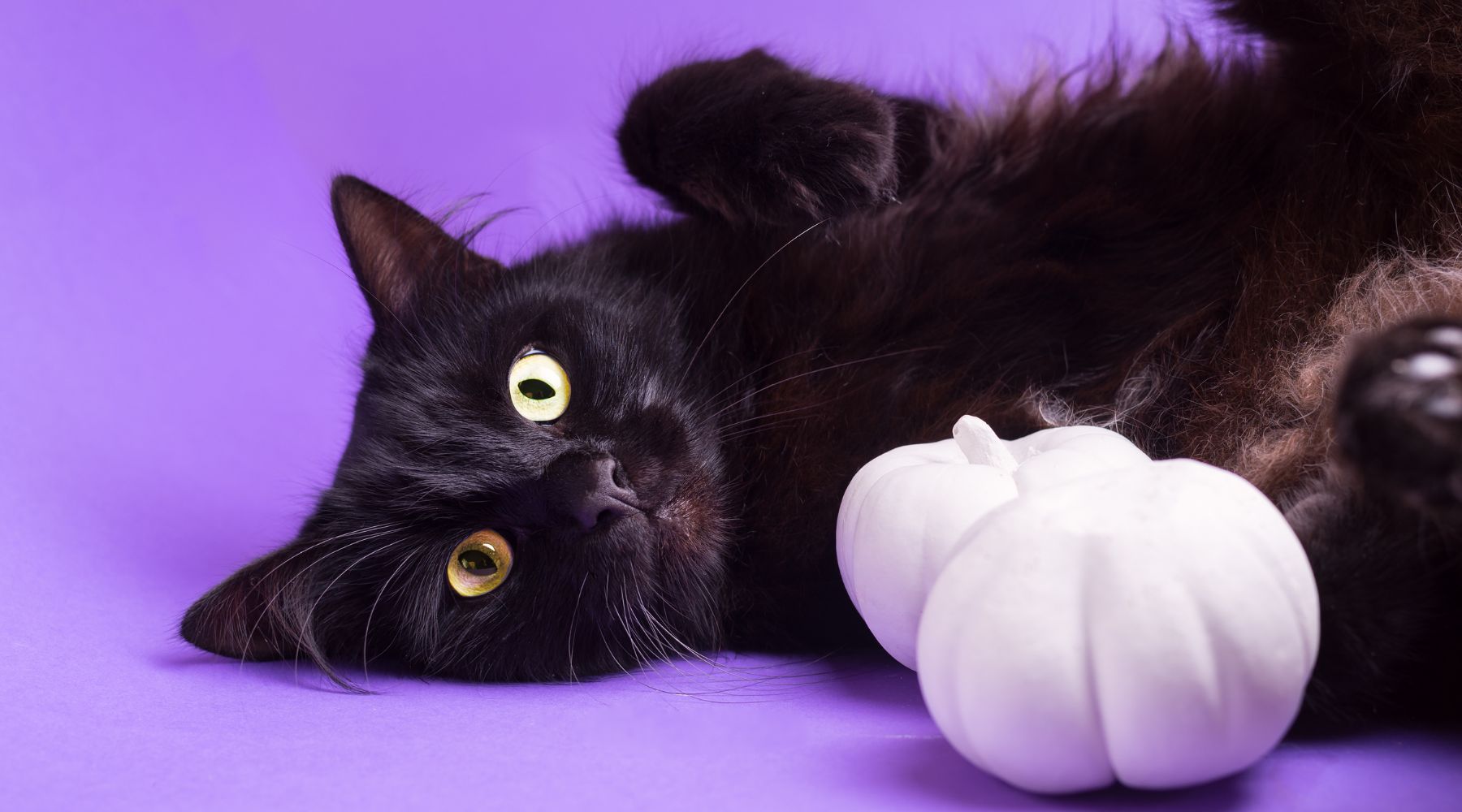 Black cat with pumpkins