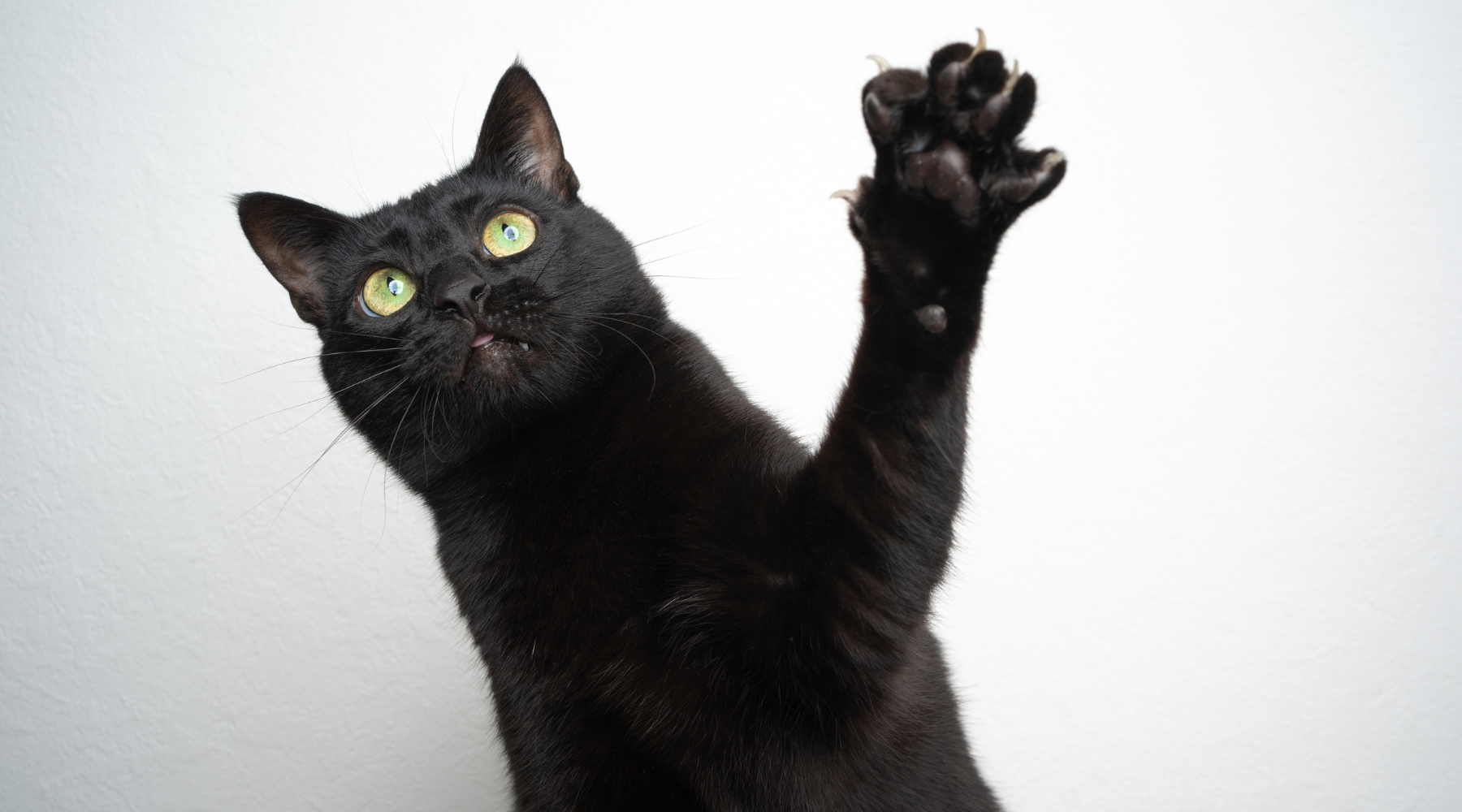 Black cat with raised paw