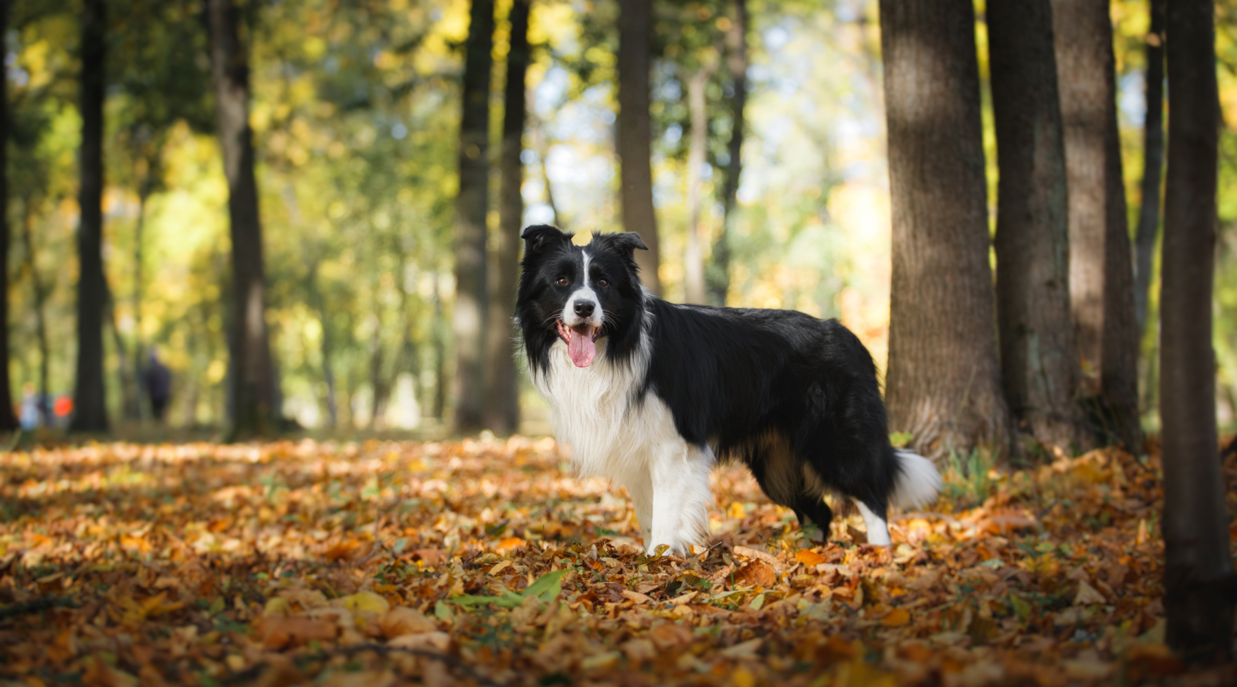 Border Collie in nature