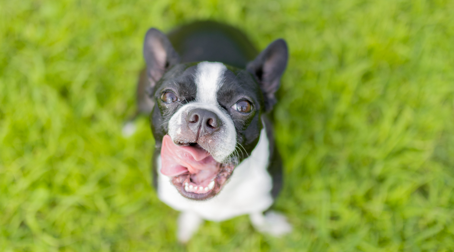 Boston Terrier