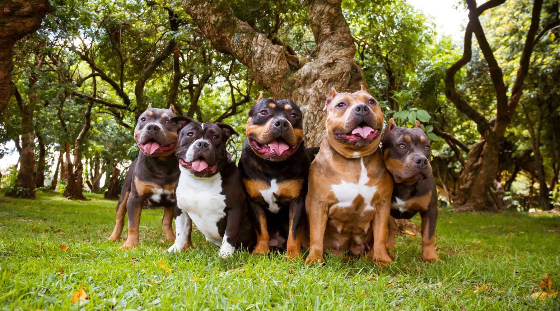 Bully breed dogs at the park