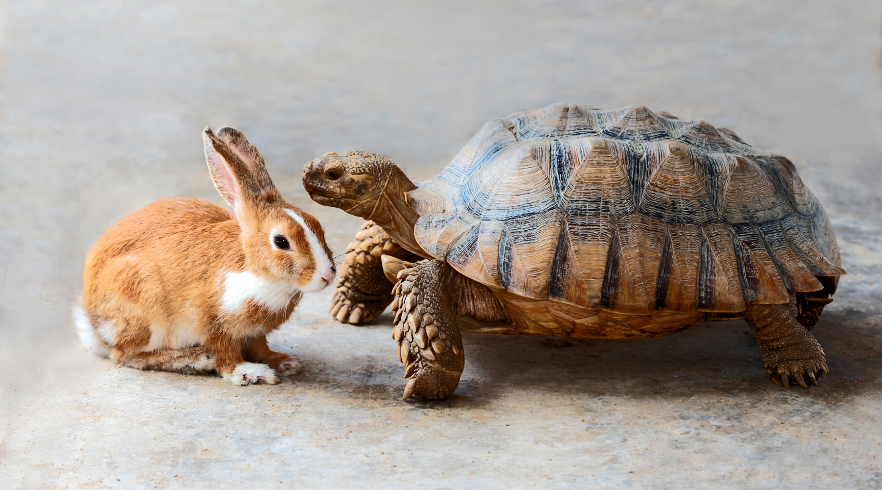 Bunny and tortoise